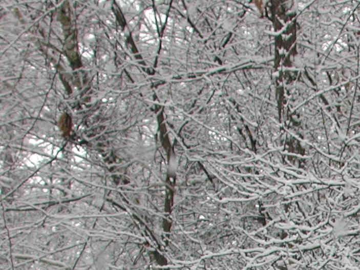 Winter Wonderland 9-10 March 2001 - A Bird in Our Front Yard