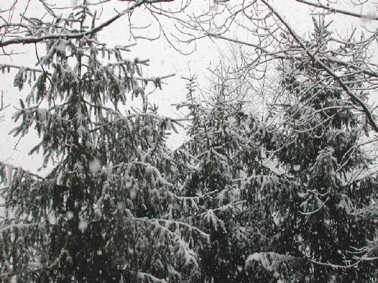 Winter Wonderland 9-10 March 2001 - Snowing on the Norway Spruce