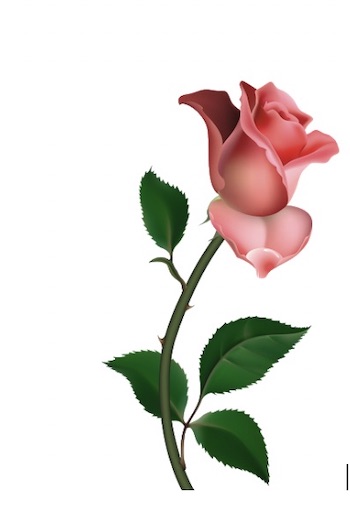 red rose