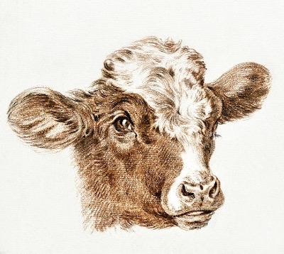 Calf painting