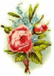red rose