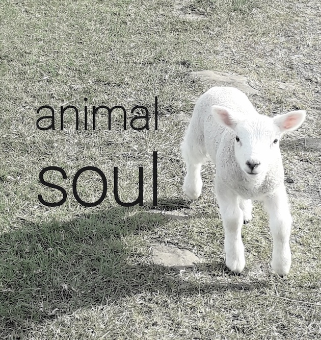 Lamb soul