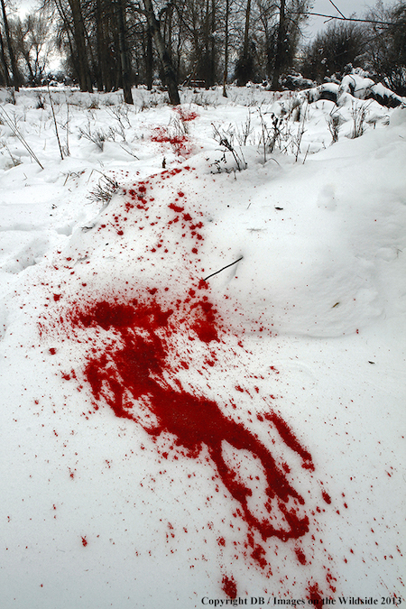 blood trail