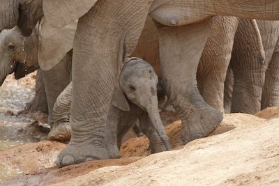Elephant Sisterhood By Lynne Goldsmith
