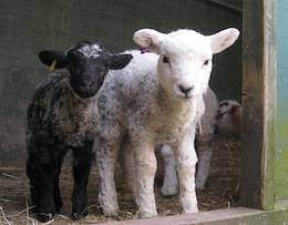 Lambs
