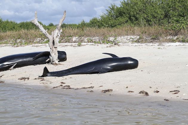 beached Pilot Whales