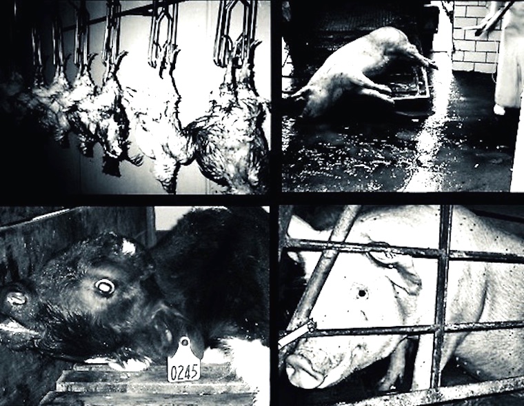 slaughtering animals