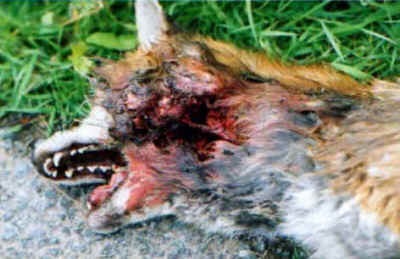 fox killed