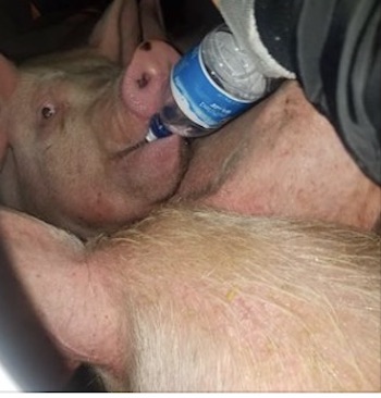 Pig Save vigil