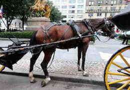 carriage horse