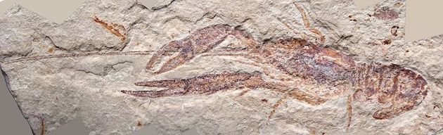 fossilized Shrimp