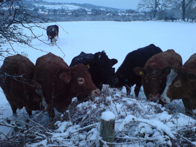 snowy Cows