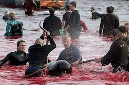 Whale slaughter