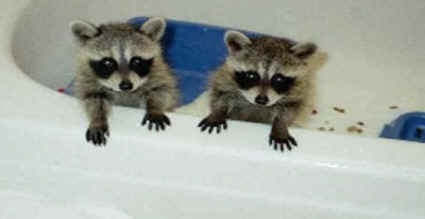 raccoons tub