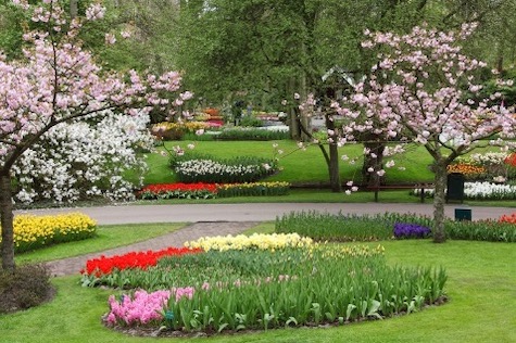 flower garden