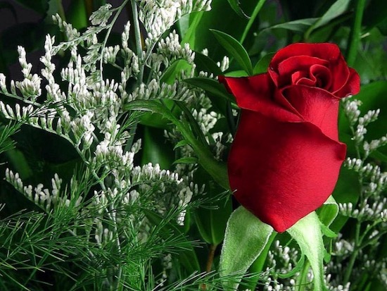 red rose