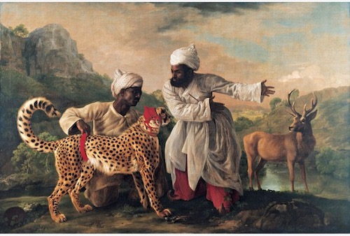 Leopards