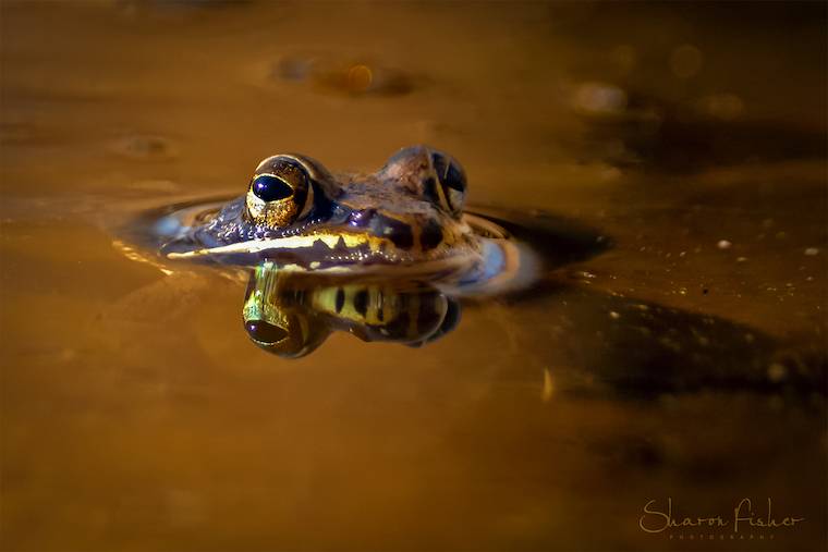 frog
