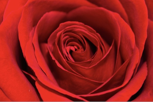 red rose