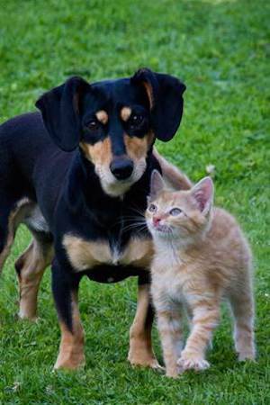 dog and cat