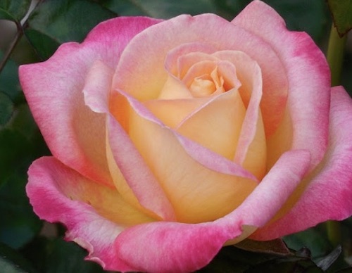 pink rose