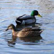 two ducks
