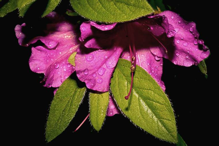 azalea