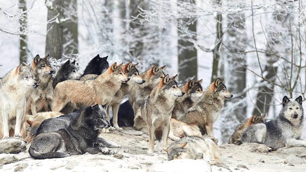 Wolves