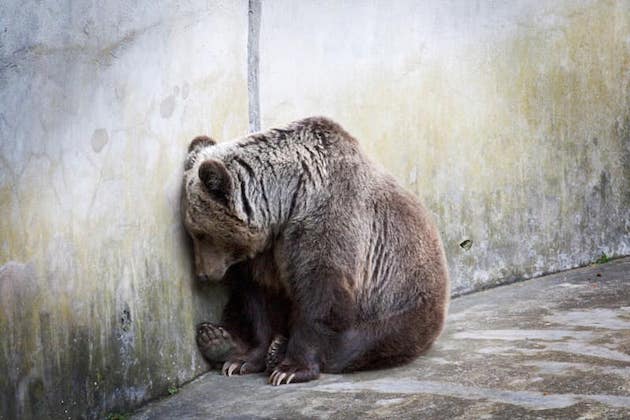depressed Bear