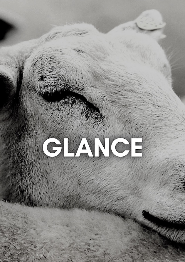 Sheep face