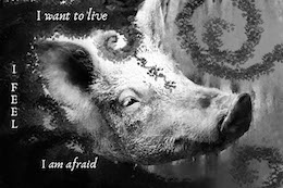 terrified Pig