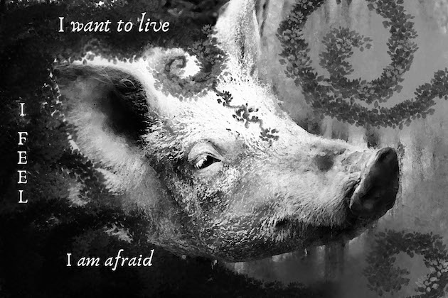 terrified Pig