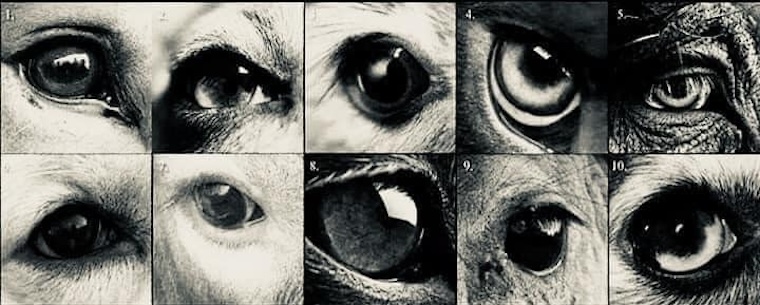 eyes