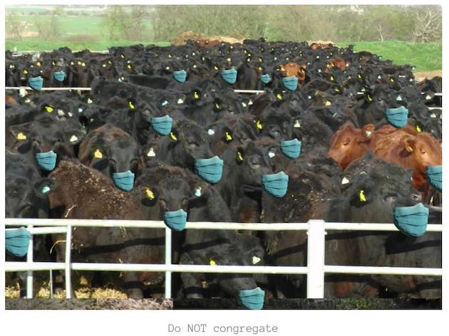 masked Cows