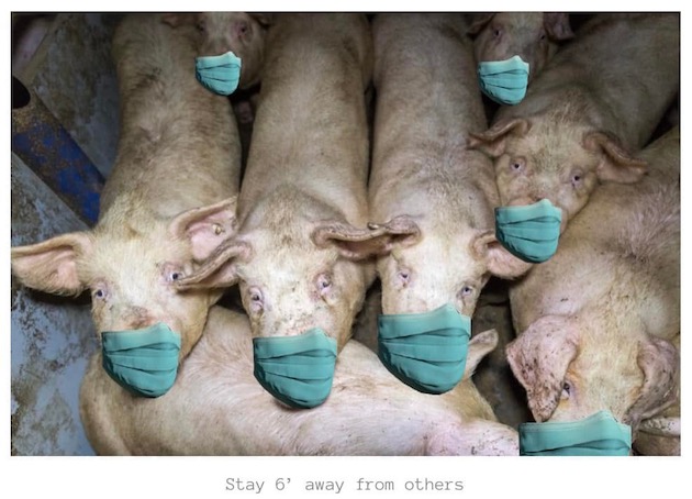 masked Pigs