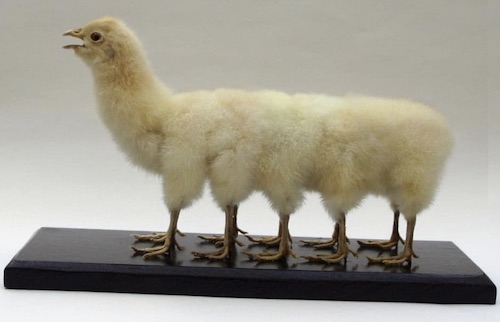 ridiculing chicks taxidermy