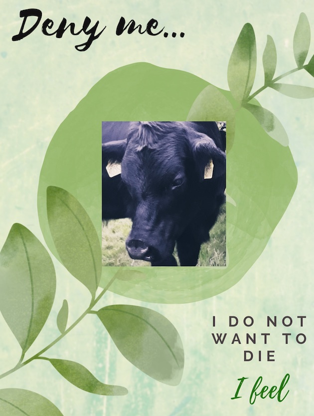 beautiful Cow