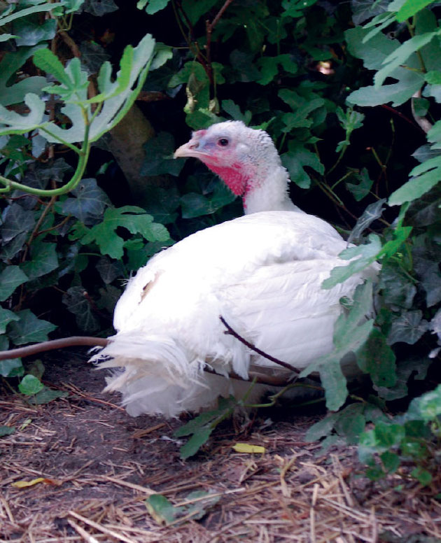 Turkey Amelia