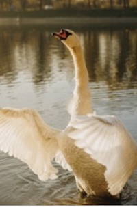 Swans