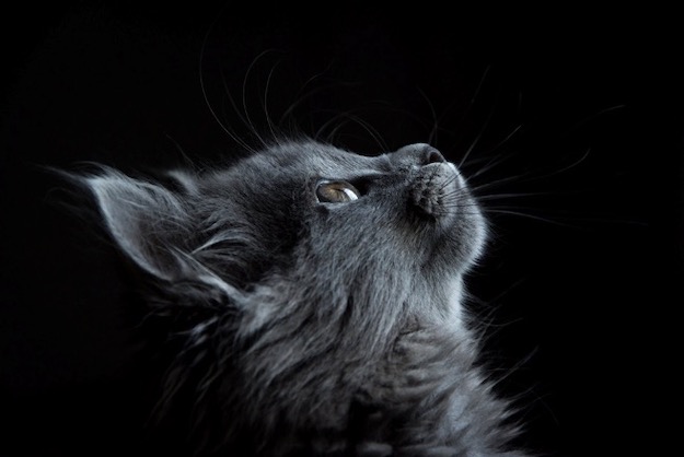 grey Cat
