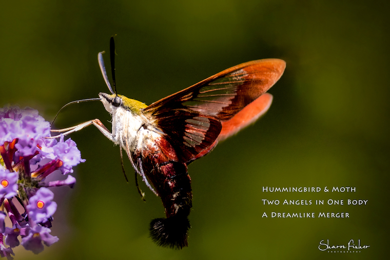 hummingbird moth