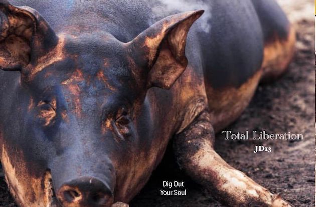 farmed Pig