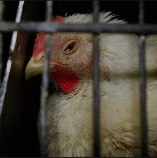 crying Hen