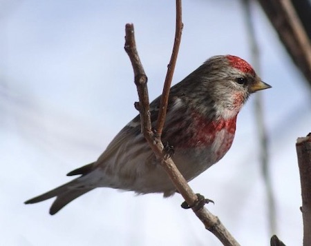 bird