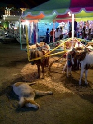 pony carousels