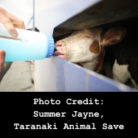 human feeding calf