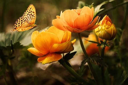 butterfly flowers