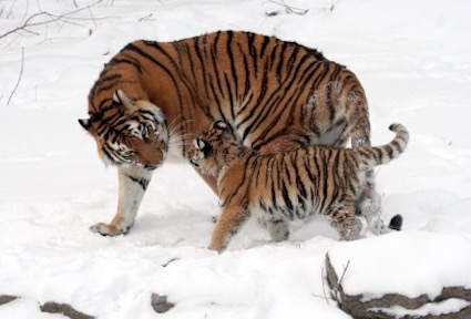 Tigers