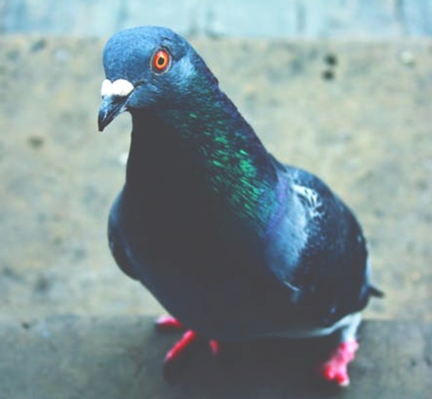 New York City Pigeon