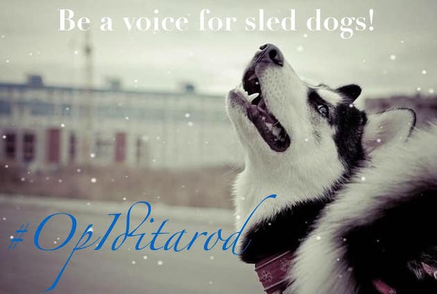 iditarod cruelty